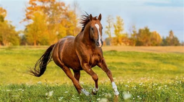 What animals are related to the horse?