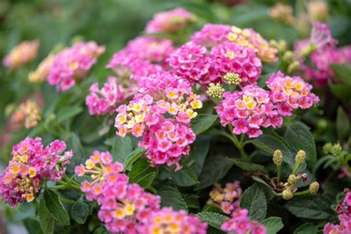 What annual flower does well in full sun?