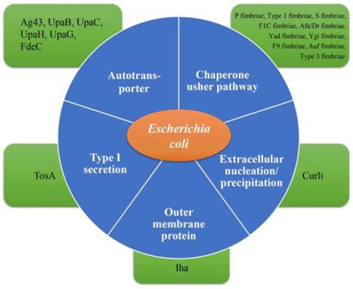 What antibiotics treat Escherichia coli UTI?