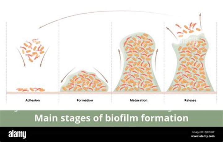 What are 3 characteristics of biofilm?