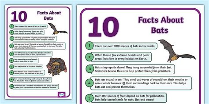 What are 4 interesting facts about bats?