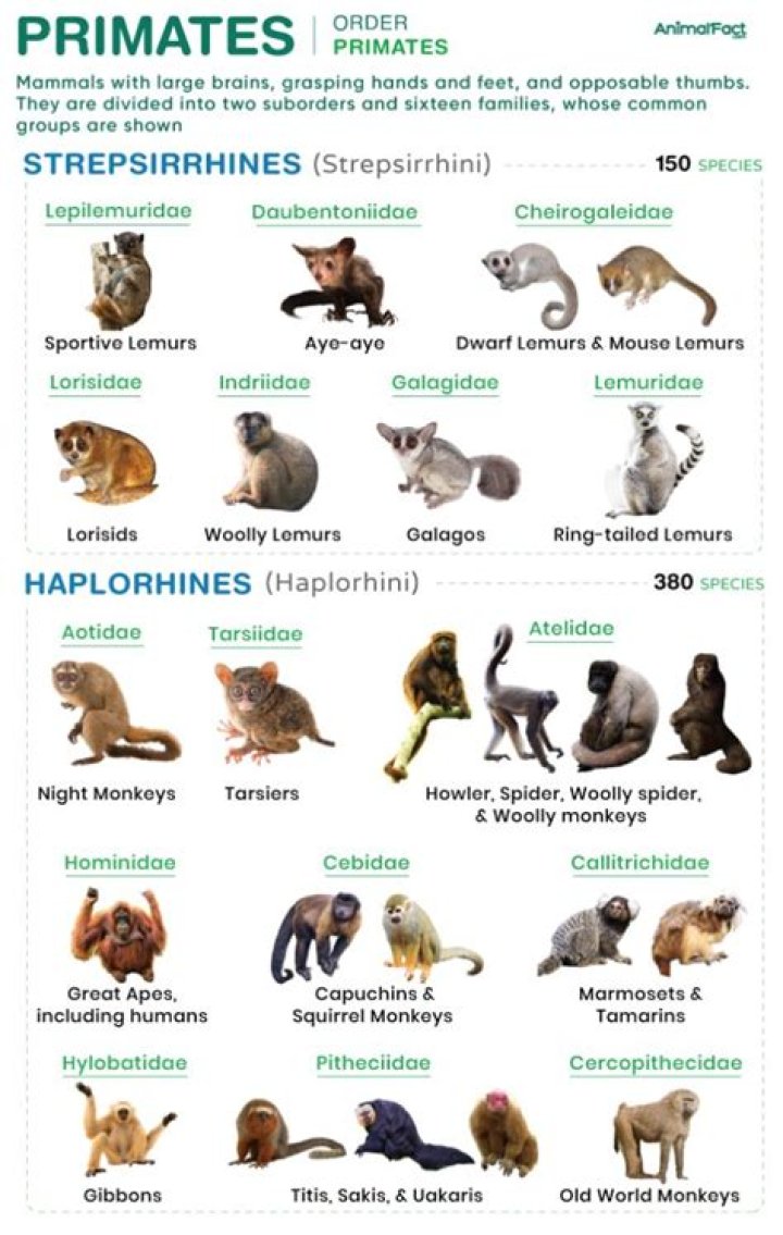 What are 5 characteristics of primates?