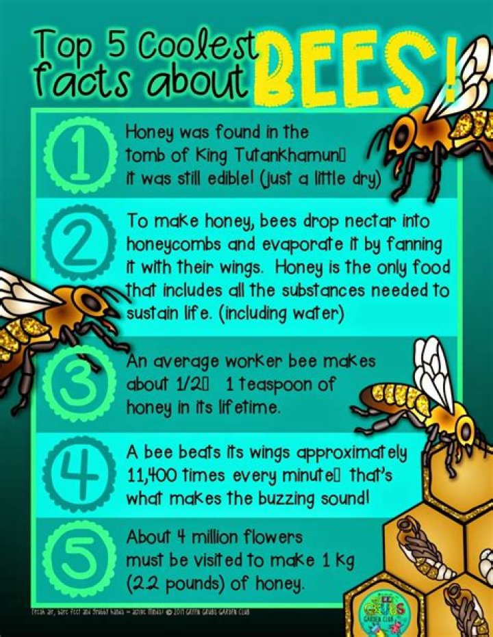 What are 5 facts about honey bees?