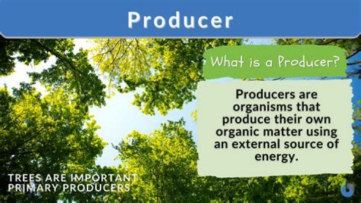 What are 5 facts about producers?