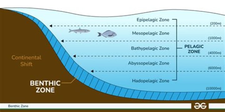 What are benthic algae?