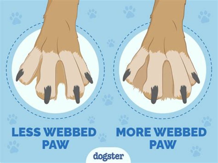 What are bun feet for?