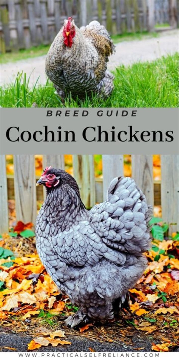 What are Cochin chickens known for?