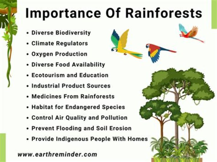What are disadvantages of rainforests?