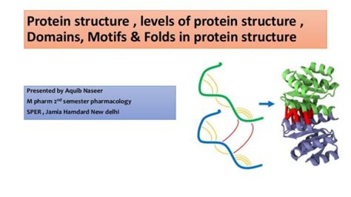 What are domains and motifs in proteins?