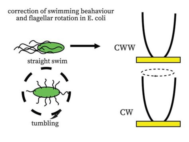 What are examples of Chemoattractants?