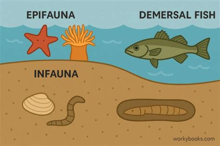 What are examples of infauna?
