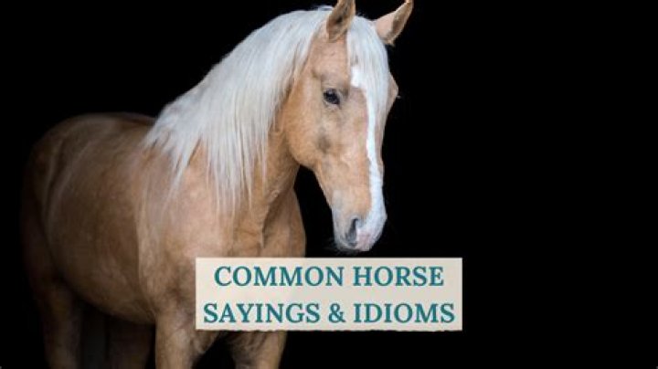 What are horse sayings?