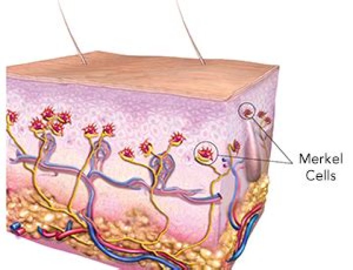 What are Merkel cells and what is their function?