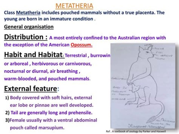 What are Metatherian animals?
