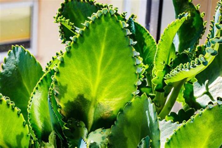 What are plantlets on plants?