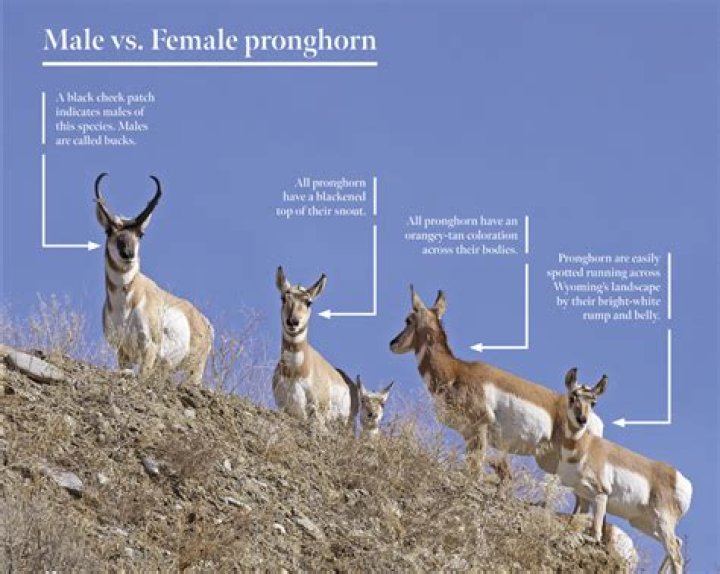 What are pronghorns called?