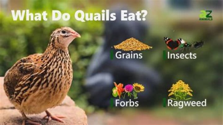 What are quails favorite food?