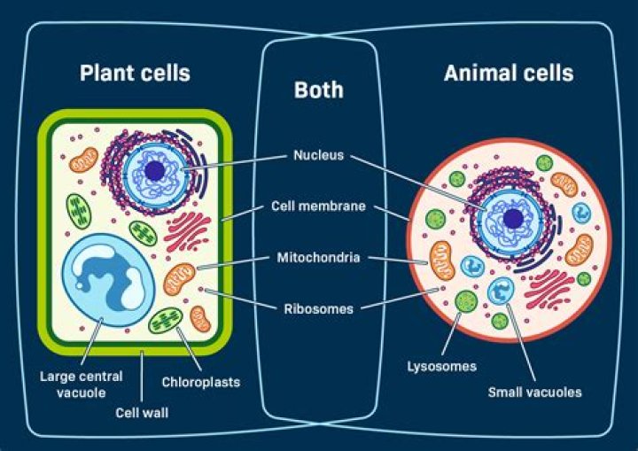 What are some differences between plant cells and animal cells?