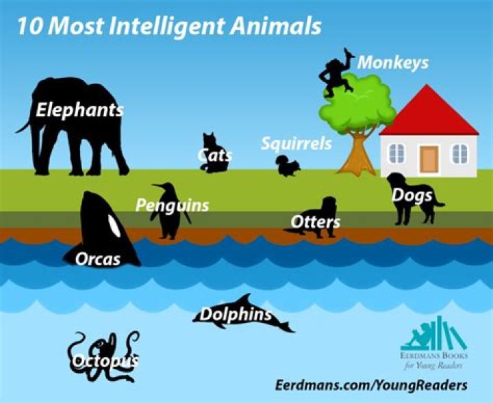 What are the 10 most intelligent animals?