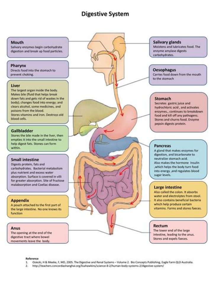What are the 10 steps of the digestive system in order?