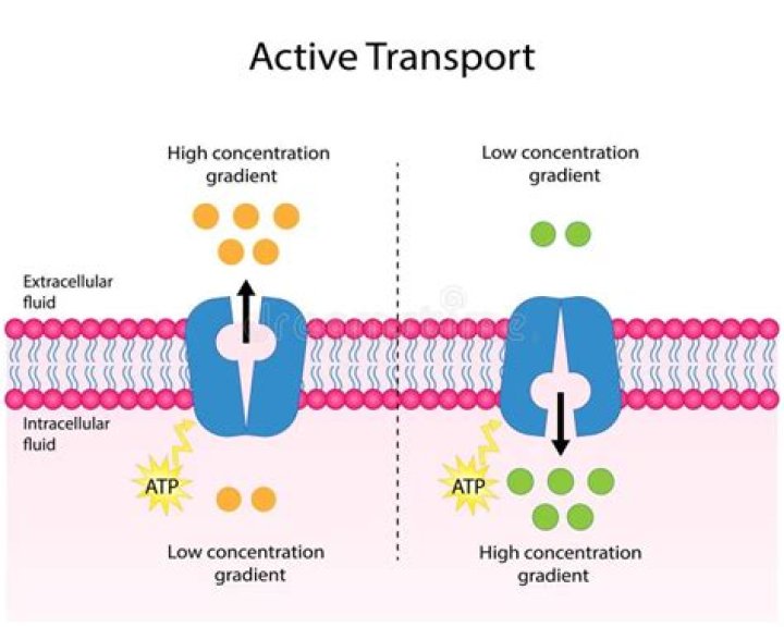 What are the 2 active transports?