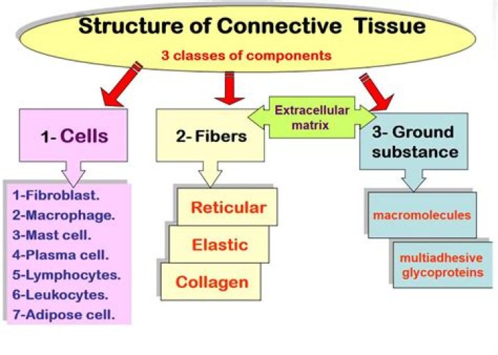 What are the 3 main types of connective tissue?