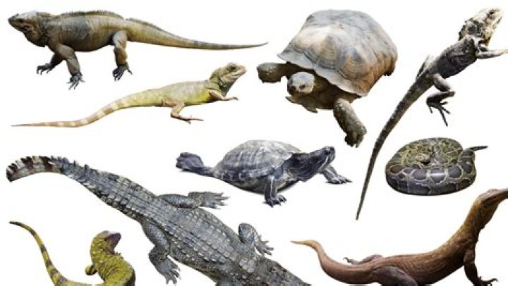 What are the 3 major living groups of reptiles?