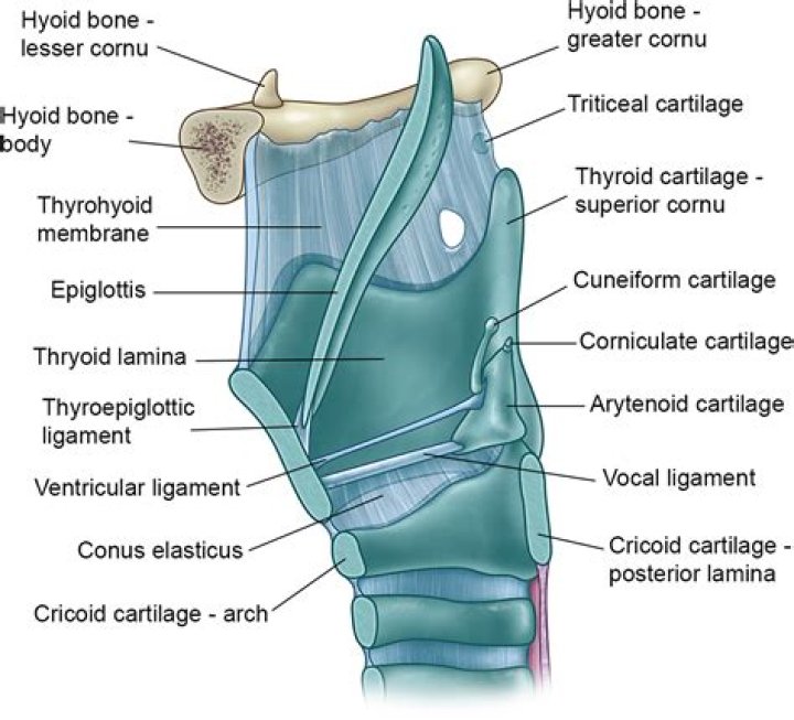 What are the 4 cartilages of the larynx?
