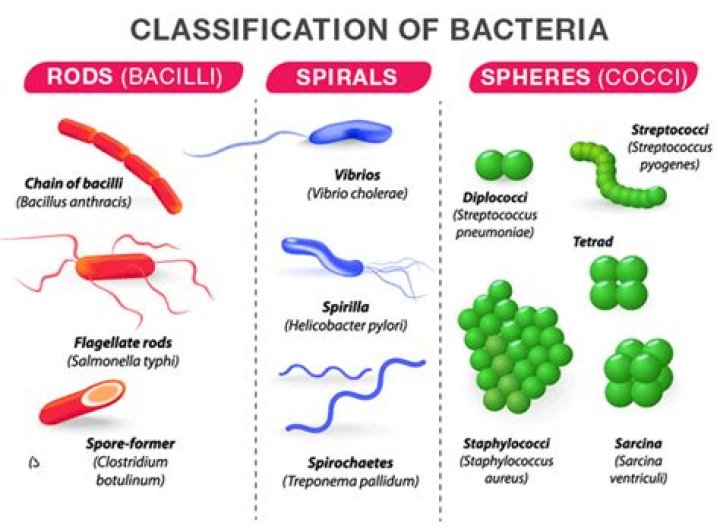What are the 5 classifications of microbes?