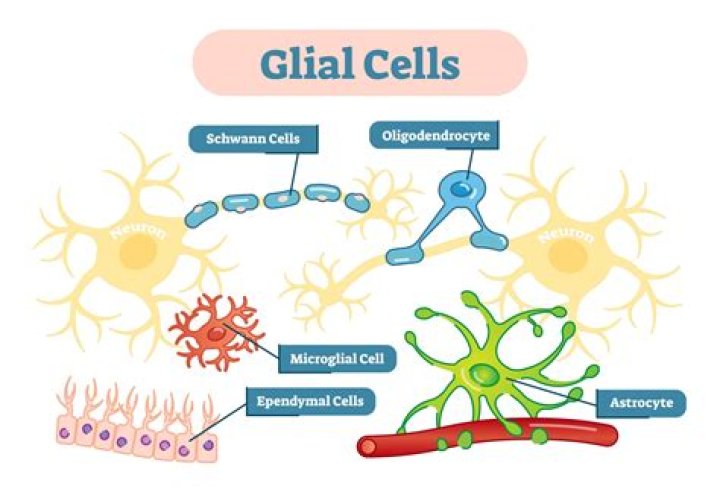 What are the 5 glial cells?