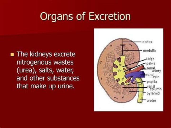 What are the 5 organs in the excretory system?