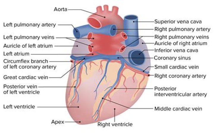 What are the 5 vessels of the heart?