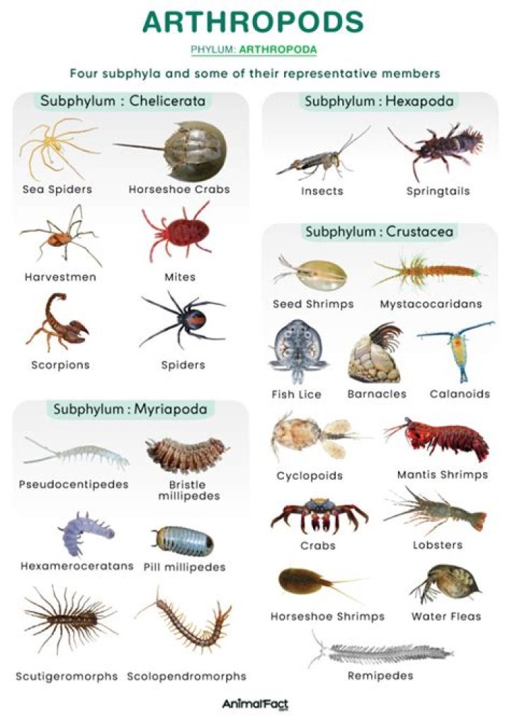 What are the 7 characteristics of arthropods?