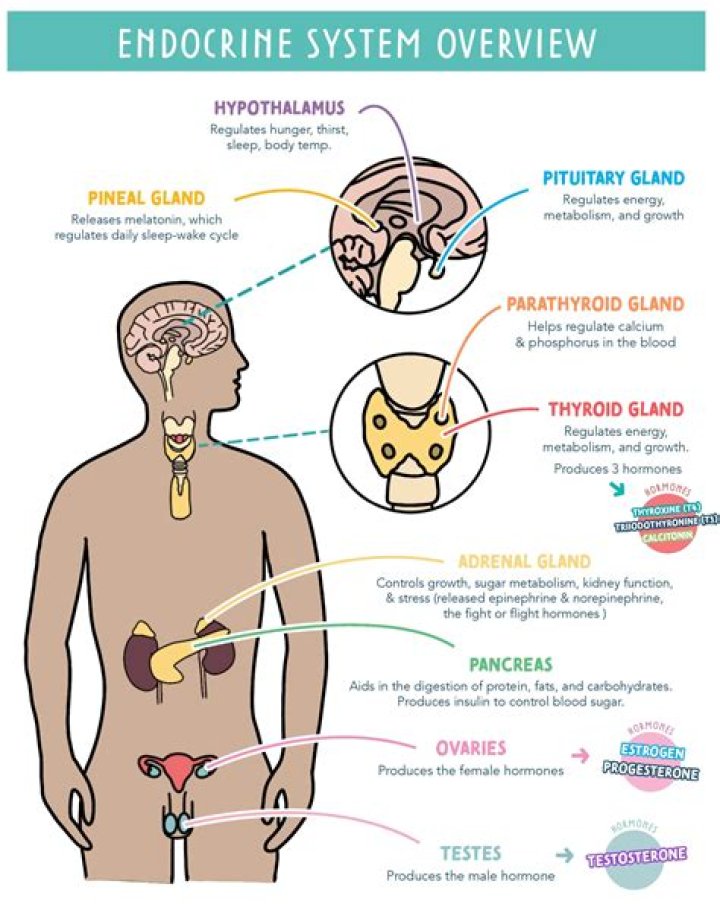What are the 7 hormones of the endocrine system?