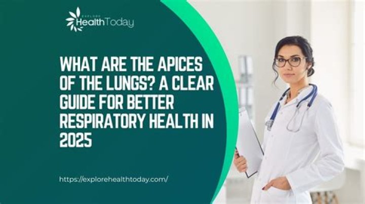 What are the Apices?
