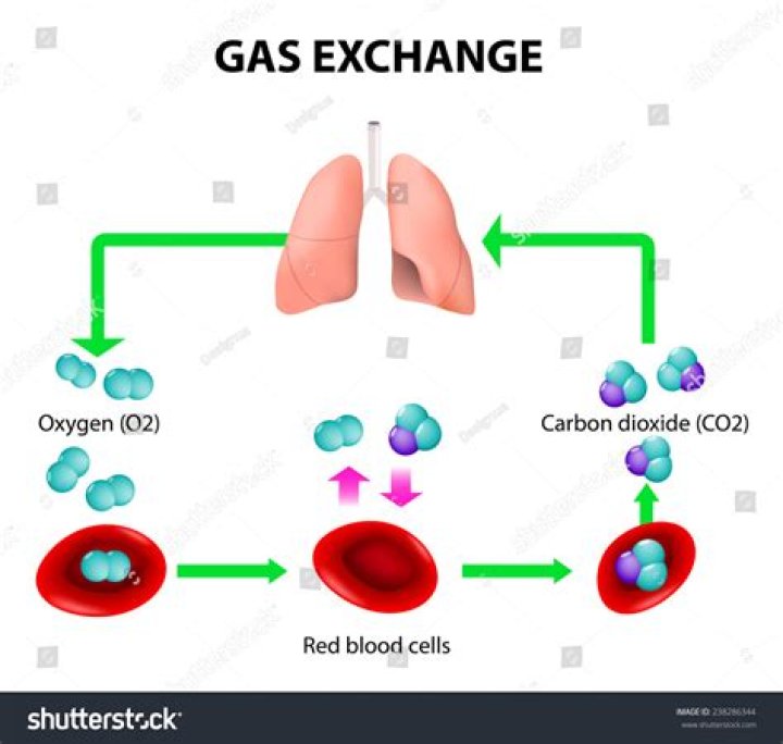 What are the blood cells that carry oxygen to your lungs?