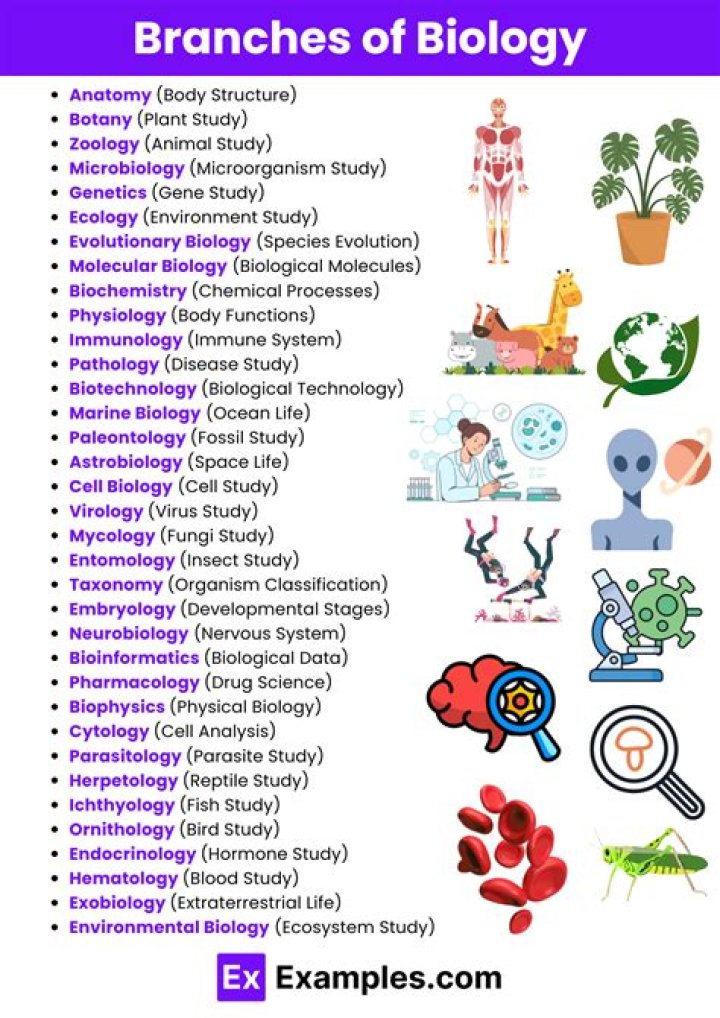 What are the branches of dermatology?