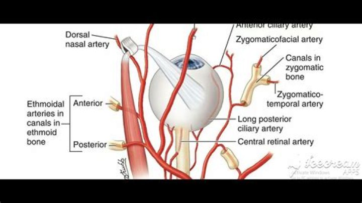 What are the branches of ophthalmic artery?