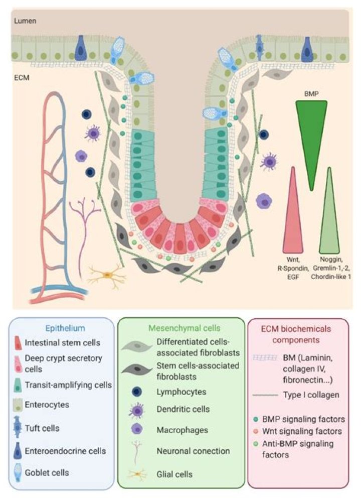 What are the cells of crypts of Lieberkuhn?