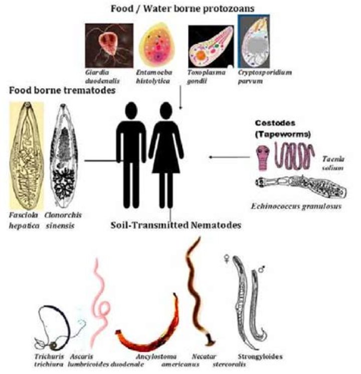 What are the characteristics of Cestodes?