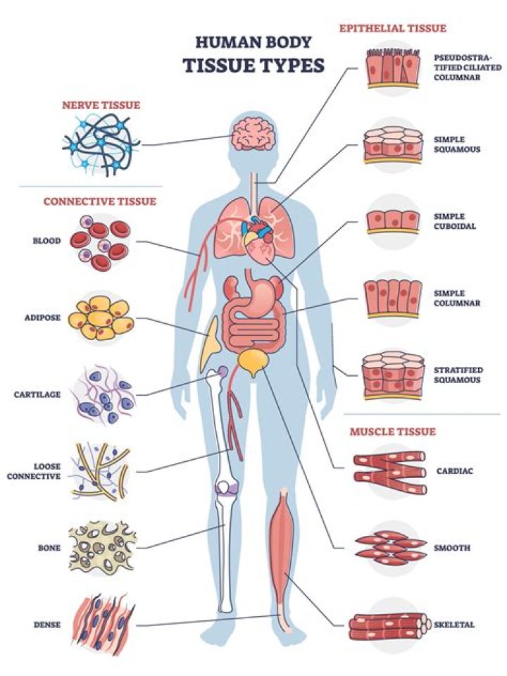 What are the characteristics of the 4 tissue types?