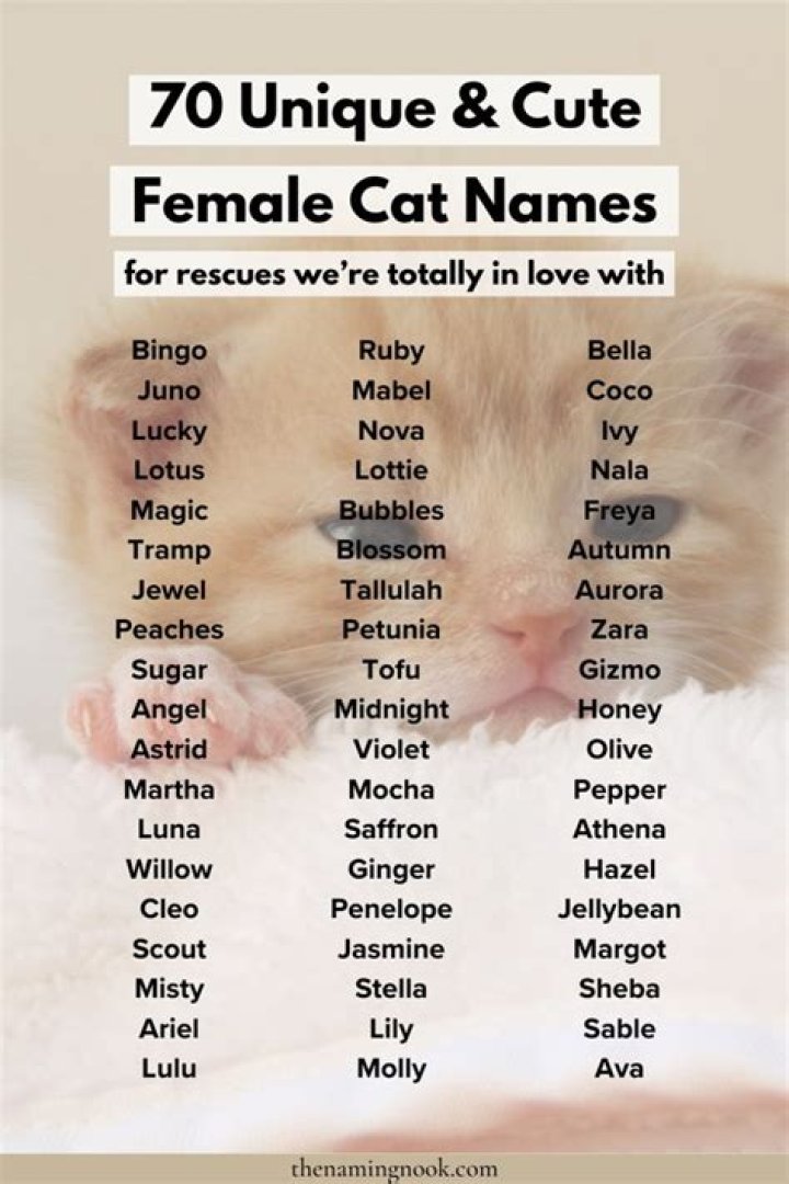 What are the correct names for a male and a female cat?