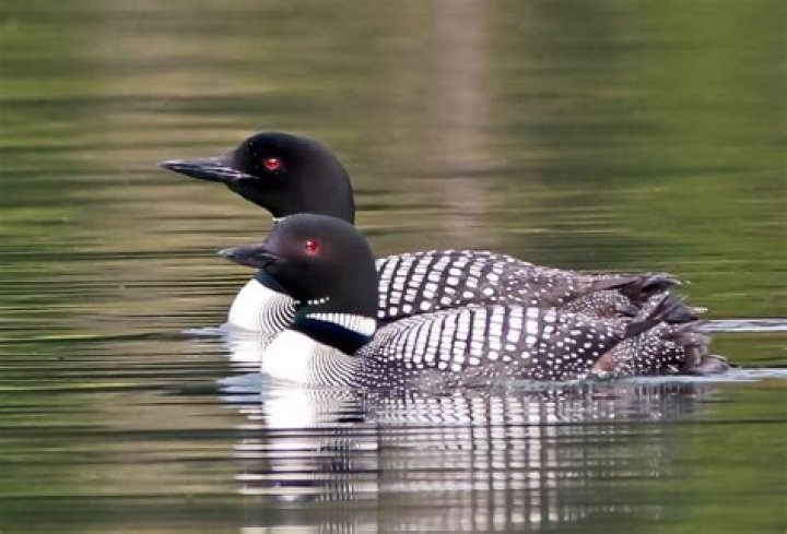 What are the different types of loons?