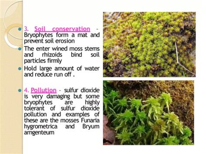 What are the economic importance of bryophytes and Pteridophytes?