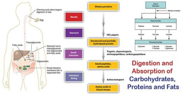 What are the end products of carbohydrate and protein digestion?