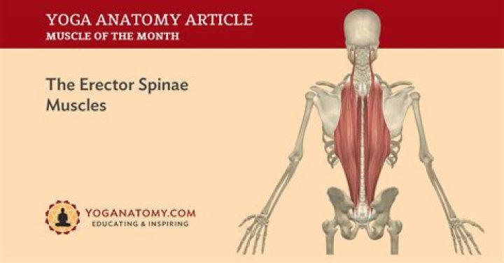 What are the erector muscles?