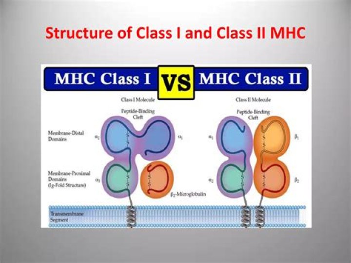 What are the functions of MHC I and MHC II?
