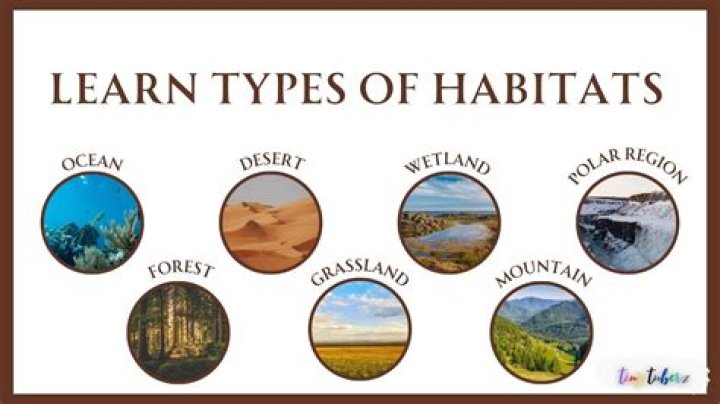 What are the habitats in the forest?