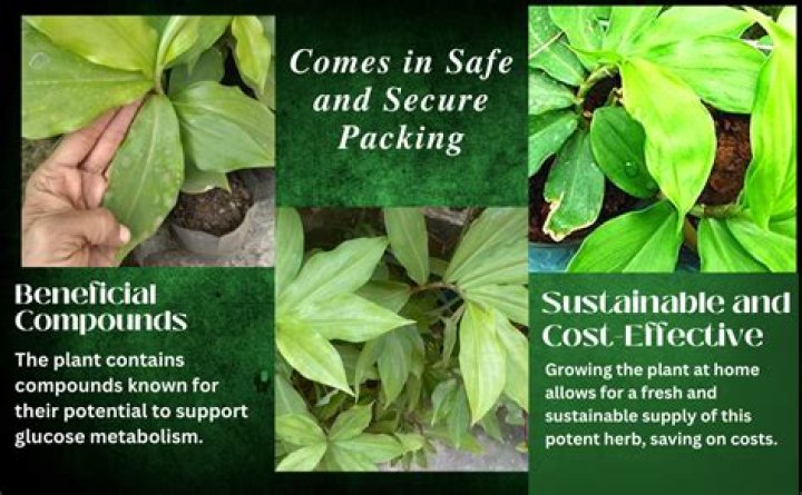 What are the health benefits of Costus afer?