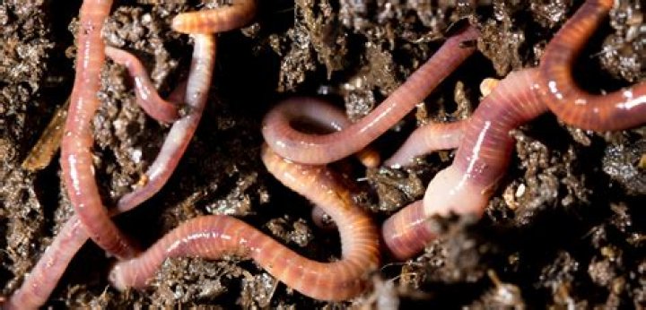 What are the importance of earthworms?